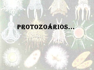 PROTOZOÁRIOS...  