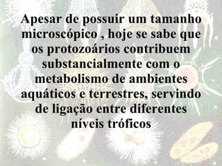 Apesar de possuir um tamanho microscópico , hoje se sabe que os protozoários contribuem substancialmente com o metabolismo de ambientes aquáticos e terrestres, servindo de ligação entre diferentes níveis tróficos 