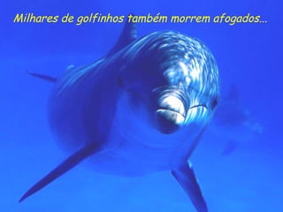 Milhares de golfinhos também morrem afogados...   