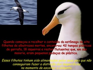 Quando começou a recolher o conteúdo do  estômago  de oito filhotes de albatrozes mortos, encontrou: 42 tampas plásticas de garrafa, 18 isqueiros e restos flutuantes que, em sua maioria, eram pequenos pedaços de plástico.  Esses filhotes tinham sido alimentados pelos seus pais que não conseguiram fazer a distinção dos desperdícios no momento de escolher o alimento. 