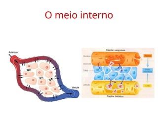 O meio interno
 