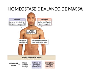 HOMEOSTASE E BALANÇO DE MASSA
 