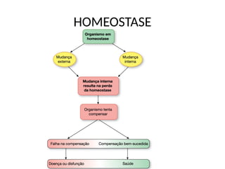 HOMEOSTASE
 
