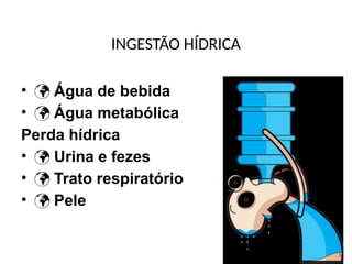 INGESTÃO HÍDRICA
•  Água de bebida
•  Água metabólica
Perda hídrica
•  Urina e fezes
•  Trato respiratório
•  Pele
 