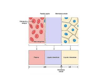 Meio Interno e Homeostase, curso de medicina