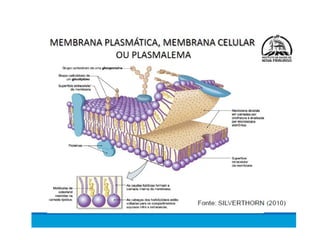Meio Interno e Homeostase, curso de medicina