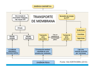 Meio Interno e Homeostase, curso de medicina
