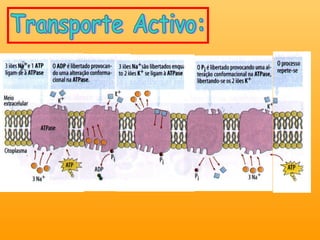 Transporte Activo: 
