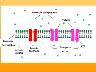 Bicamada  Fosfolipídica Proteína Difusão Simples Difusão facilitada Transporte Activo 