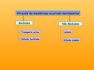 Através da membrana ocorrem movimentos Mediados Não Mediados osmose Difusão simples Transporte activo Difusão facilitada 