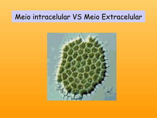 Meio intracelular VS Meio Extracelular 