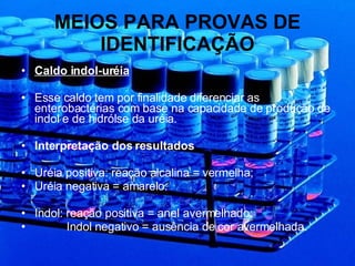 MEIOS PARA PROVAS DE IDENTIFICAÇÃO Caldo indol-uréia Esse caldo tem por finalidade diferenciar as enterobactérias com base na capacidade de produção de indol e de hidrólse da uréia. Interpretação dos resultados Uréia positiva: reação alcalina = vermelha; Uréia negativa = amarelo. Indol: reação positiva = anel avermelhado; Indol negativo = ausência de cor avermelhada. 