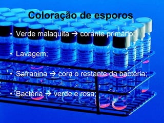 Coloração de esporos   Verde malaquita    corante primário; Lavagem; Safranina    cora o restante da bactéria; Bactéria    verde e rosa; 