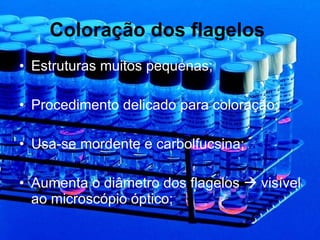 Coloração dos flagelos   Estruturas muitos pequenas; Procedimento delicado para coloração; Usa-se mordente e carbolfucsina; Aumenta o diâmetro dos flagelos    visível ao microscópio óptico; 