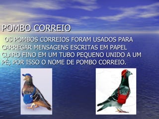 POMBO CORREIO   OS POMBOS CORREIOS FORAM USADOS PARA  CARREGAR MENSAGENS ESCRITAS EM PAPEL CLARO FINO EM UM TUBO PEQUENO UNIDO A UM PÉ; POR ISSO O NOME DE POMBO CORREIO. 