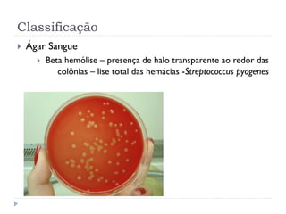 Classificação
 Ágar Sangue
 Beta hemólise – presença de halo transparente ao redor das
colônias – lise total das hemácias -Streptococcus pyogenes
 