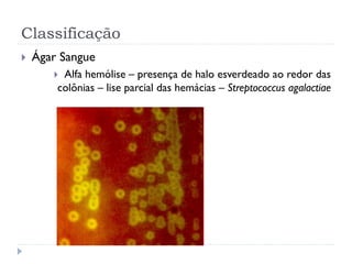 Classificação
 Ágar Sangue
 Alfa hemólise – presença de halo esverdeado ao redor das
colônias – lise parcial das hemácias – Streptococcus agalactiae
 