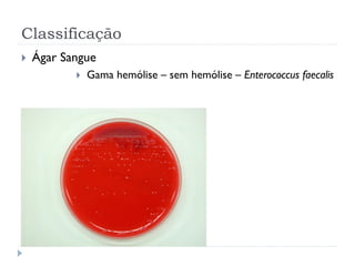 Classificação
 Ágar Sangue
 Gama hemólise – sem hemólise – Enterococcus faecalis
 