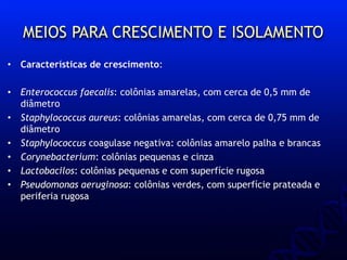 MEIOS PARA CRESCIMENTO E ISOLAMENTO
• Características de crescimento:
• Enterococcus faecalis: colônias amarelas, com cerca de 0,5 mm de
diâmetro
• Staphylococcus aureus: colônias amarelas, com cerca de 0,75 mm de
diâmetro
• Staphylococcus coagulase negativa: colônias amarelo palha e brancas
• Corynebacterium: colônias pequenas e cinza
• Lactobacilos: colônias pequenas e com superfície rugosa
• Pseudomonas aeruginosa: colônias verdes, com superfície prateada e
periferia rugosa
 