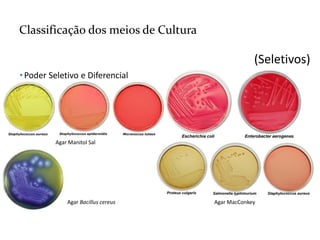 Meios de cultura e padrão de colônia (1).pdf