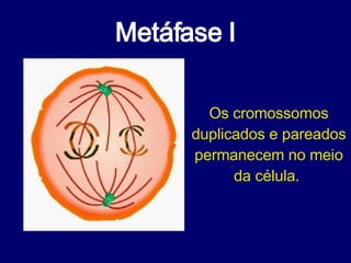 Metáfase I Os cromossomos duplicados e pareados permanecem no meio da célula.  