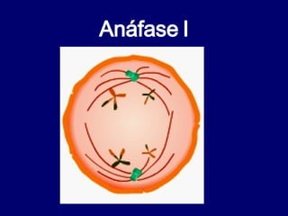 Anáfase I 
