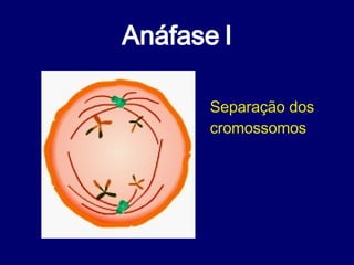 Anáfase I Separação dos cromossomos 