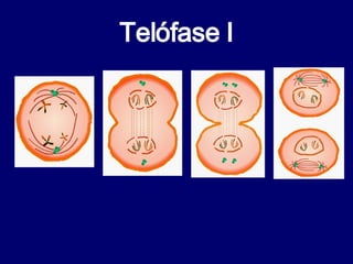 Telófase I 