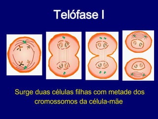 Telófase I Surge duas células filhas com metade dos cromossomos da célula-mãe  