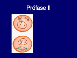 Prófase II 