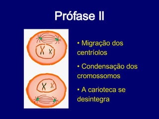 Prófase II Migração dos centríolos Condensação dos cromossomos A carioteca se desintegra  
