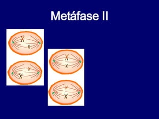 Metáfase II 