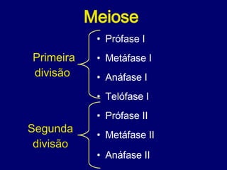 Meiose   Prófase I Metáfase I Anáfase I Telófase I Prófase II Metáfase II Anáfase II Telófase II Primeira divisão  Segunda  divisão  