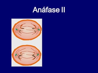 Anáfase II 