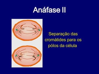 Anáfase II Separação das cromátides para os pólos da célula  