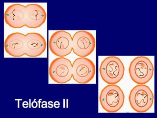 Telófase II 