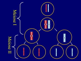 Meiose II Meiose I 