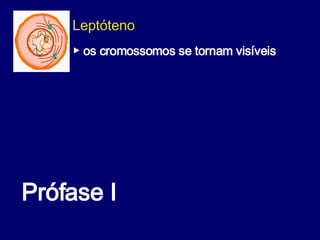 Prófase I  Leptóteno  ▶   os cromossomos se tornam visíveis 