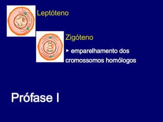 Prófase I  Leptóteno Zigóteno ▶  emparelhamento dos cromossomos homólogos  