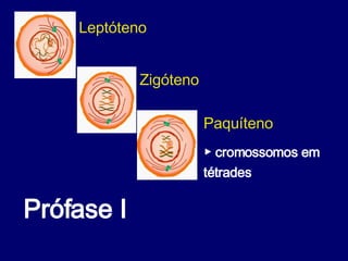 Prófase I  Leptóteno Zigóteno  Paquíteno ▶  cromossomos em tétrades   