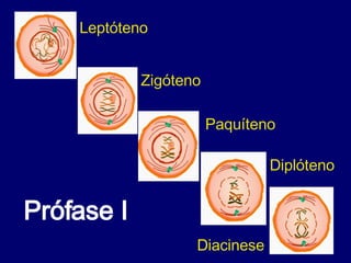 Prófase I  Leptóteno Zigóteno  Paquíteno  Diplóteno Diacinese  