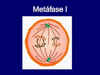 Metáfase I 