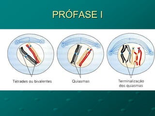 PRÓFASE I
 