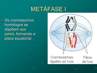 METÁFASE I
Os cromossomos
homólogos se
dispõem aos
pares, formando a
placa equatorial.
 