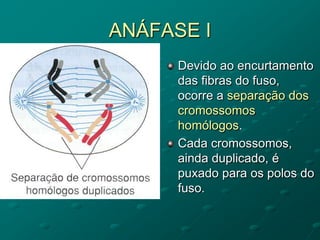 ANÁFASE I
Devido ao encurtamento
das fibras do fuso,
ocorre a separação dos
cromossomos
homólogos.
Cada cromossomos,
ainda duplicado, é
puxado para os polos do
fuso.
 