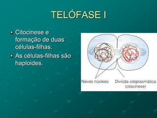 TELÓFASE I
Citocinese e
formação de duas
células-filhas.
As células-filhas são
haploides.
 