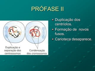 PRÓFASE II
Duplicação dos
centríolos.
Formação de novos
fusos.
Carioteca desaparece.
 