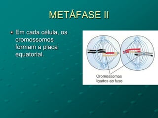 METÁFASE II
Em cada célula, os
cromossomos
formam a placa
equatorial.
 