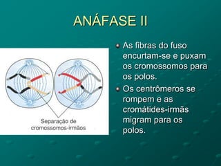 ANÁFASE II
As fibras do fuso
encurtam-se e puxam
os cromossomos para
os polos.
Os centrômeros se
rompem e as
cromátides-irmãs
migram para os
polos.
 