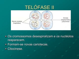 TELÓFASE II
Os cromossomos desespiralizam e os nucléolos
reaparecem.
Formam-se novas cariotecas.
Citocinese.
 